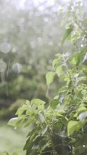 雨中雨滴拍打树叶绿色植物