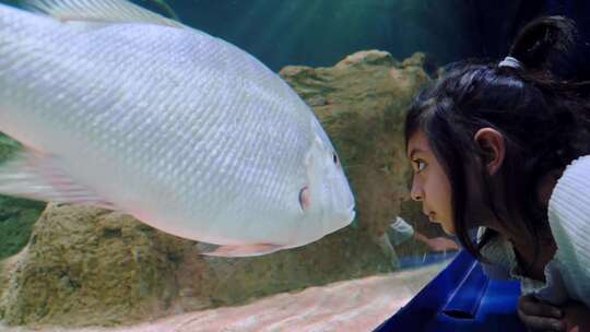 一个小女孩在水族馆里看着一条鱼