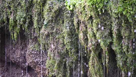 长满青苔岩石上的流水