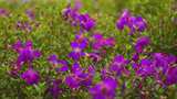紫色花丛花朵高清在线视频素材下载