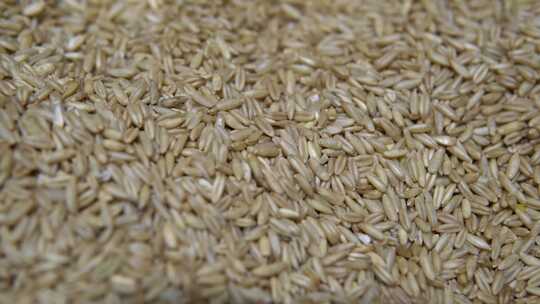 燕麦米五谷杂粮小麦