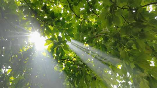 阳光透过树叶洒下景象