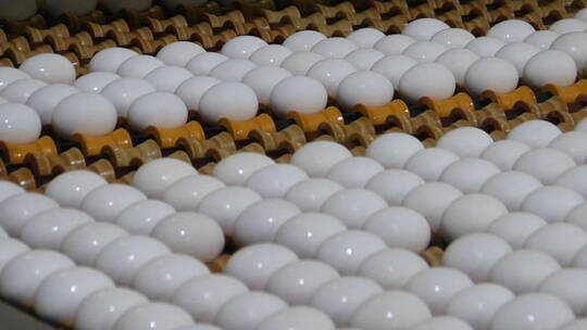 白鸡蛋被摆放在工厂传送带上