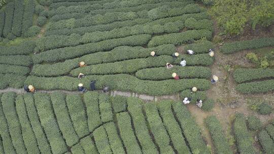 茶茶叶红茶艺采茶泡茶红茶山春茶道茶园农业