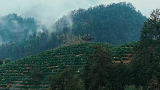 黄山毛峰茶园茶山茶文化航拍