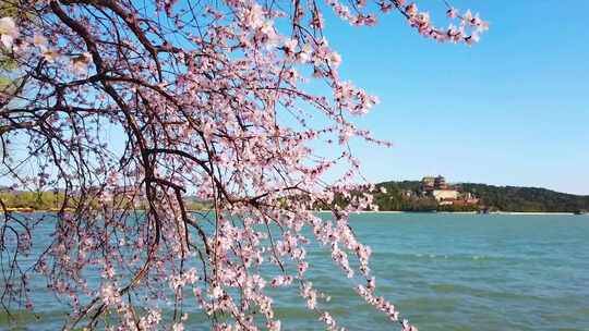 湖畔盛开的粉色花枝与远景建筑