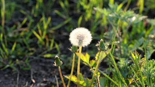 野生植物蒲公英