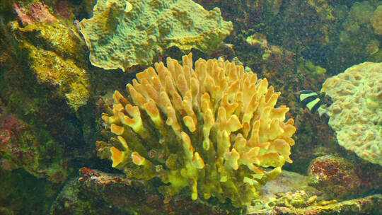 海底的珊瑚和小鱼