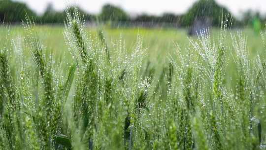唯美毛毛细雨中绿油油的小麦农业产物农作物