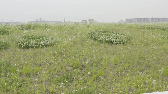 小清新鲜花阳光和雏菊