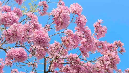 蓝天 粉花风铃木 紫花风铃木 0012