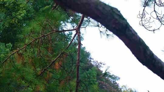 植物园公园梅花花朵开花春天风景视频素材