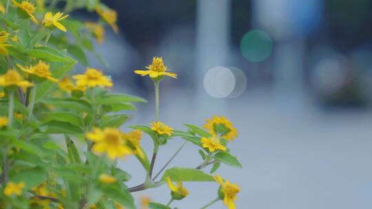 广州城市街边小黄花小菊花