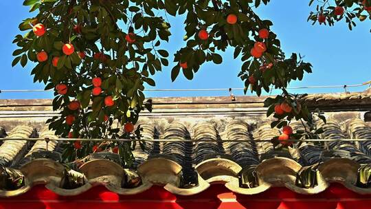 北京老舍故居四合院屋顶挂满柿子的柿子树