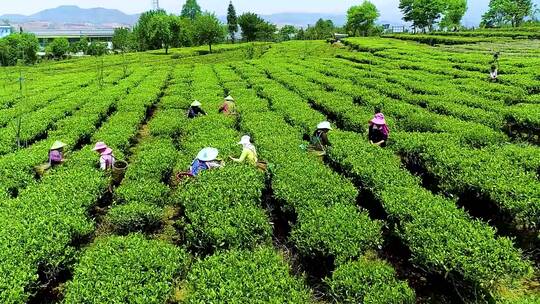 春天采茶实拍素材