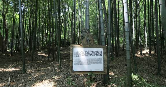 夏天阳光美丽的生态竹林竹海 常熟虞山宝岩