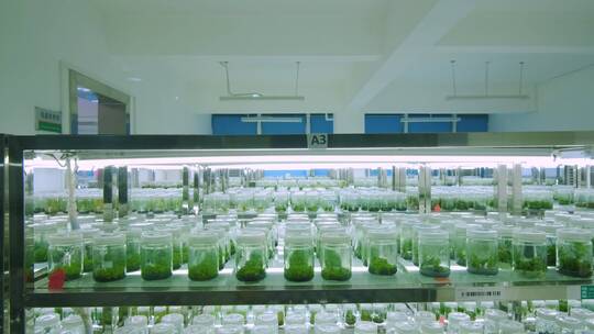 生物实验室植物培育