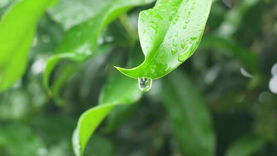 下雨天桂花树金桂八月桂花植物水滴升格