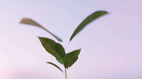 植物，Cgi，生长，3d