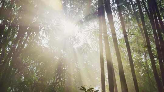 阳光竹林丁达尔光透过竹子竹叶