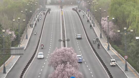 洛阳隋唐遗址植物园开元大道春天公园道路