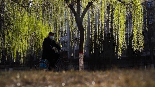 春风吹拂垂柳视频素材模板下载