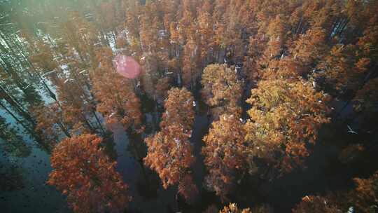 湖北涨渡湖秋天湿地白鹭飞翔航拍