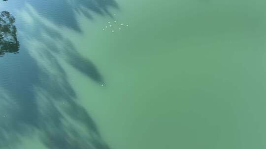 俯拍河面飞鸟河流绿色河水自然生态环境风景