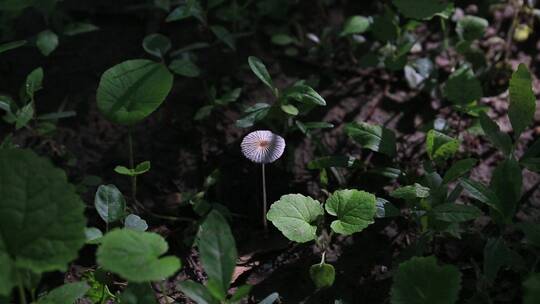 树林草丛间的小蘑菇