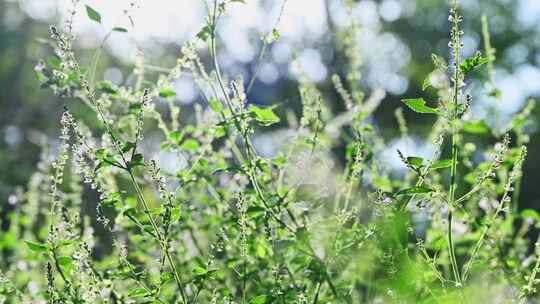 阳光下的园艺植物野花花圃