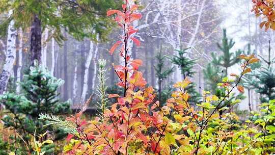 航拍秋季雾中樟子松云杉榆叶梅合集