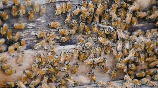 蜂蜜合集