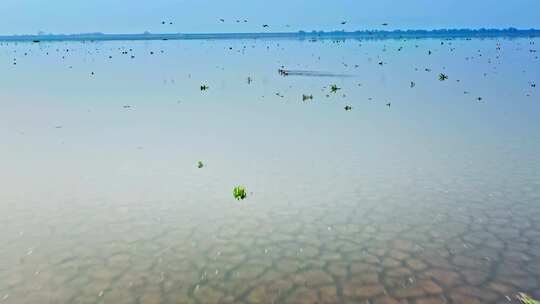 湖南岳阳东洞庭湖湿地候鸟鸟群