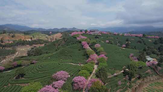 台品樱花茶园