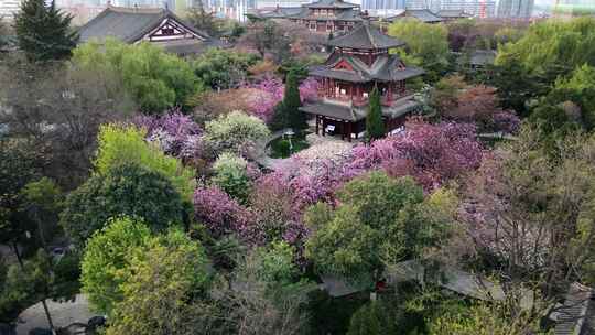 航拍西安青龙寺春季樱花盛开