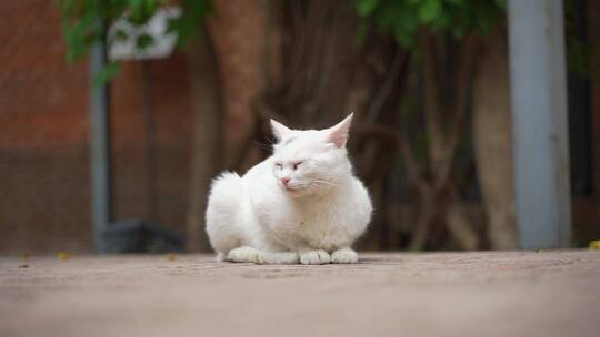 白色的猫躺在街道边休息