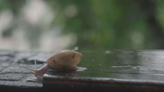 蜗牛在雨后出来喝水