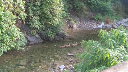 生态河水水流