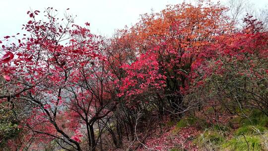 航拍湖北宜昌柳林万金山红叶12