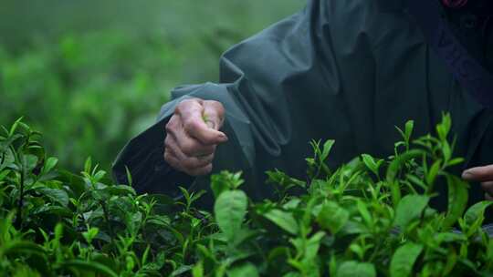 毛尖春茶白茶绿茶茶叶手工茶采摘