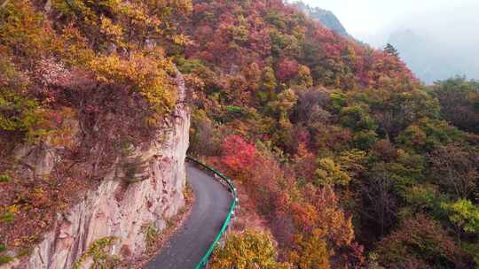 秋季森林自然风景实拍