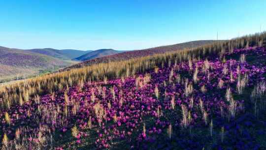 航拍大兴安岭山林映山红花海