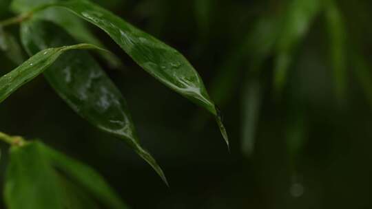 下雨天雨滴落在竹叶上