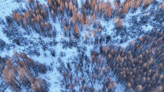 航拍雪原松林红树梢