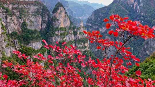 三峡红叶