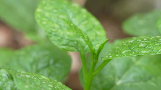 雨后叶子上的水珠实拍