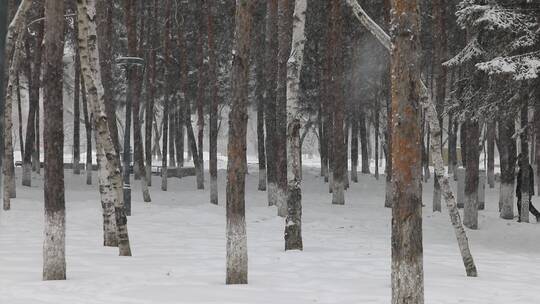 松树飘雪雪景