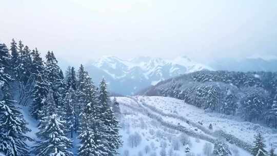 雪后山林覆盖着白雪的景象