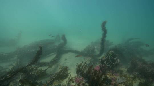 海底海草鱼类海洋生物