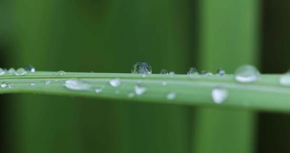 叶子上的露珠水珠雨珠特写